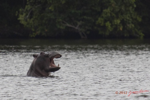 219 LOANGO Inyoungou Lagune Ngove Hippopotame Hippopotamus amphibius 12E5K2IMG_79533awtmk.jpg